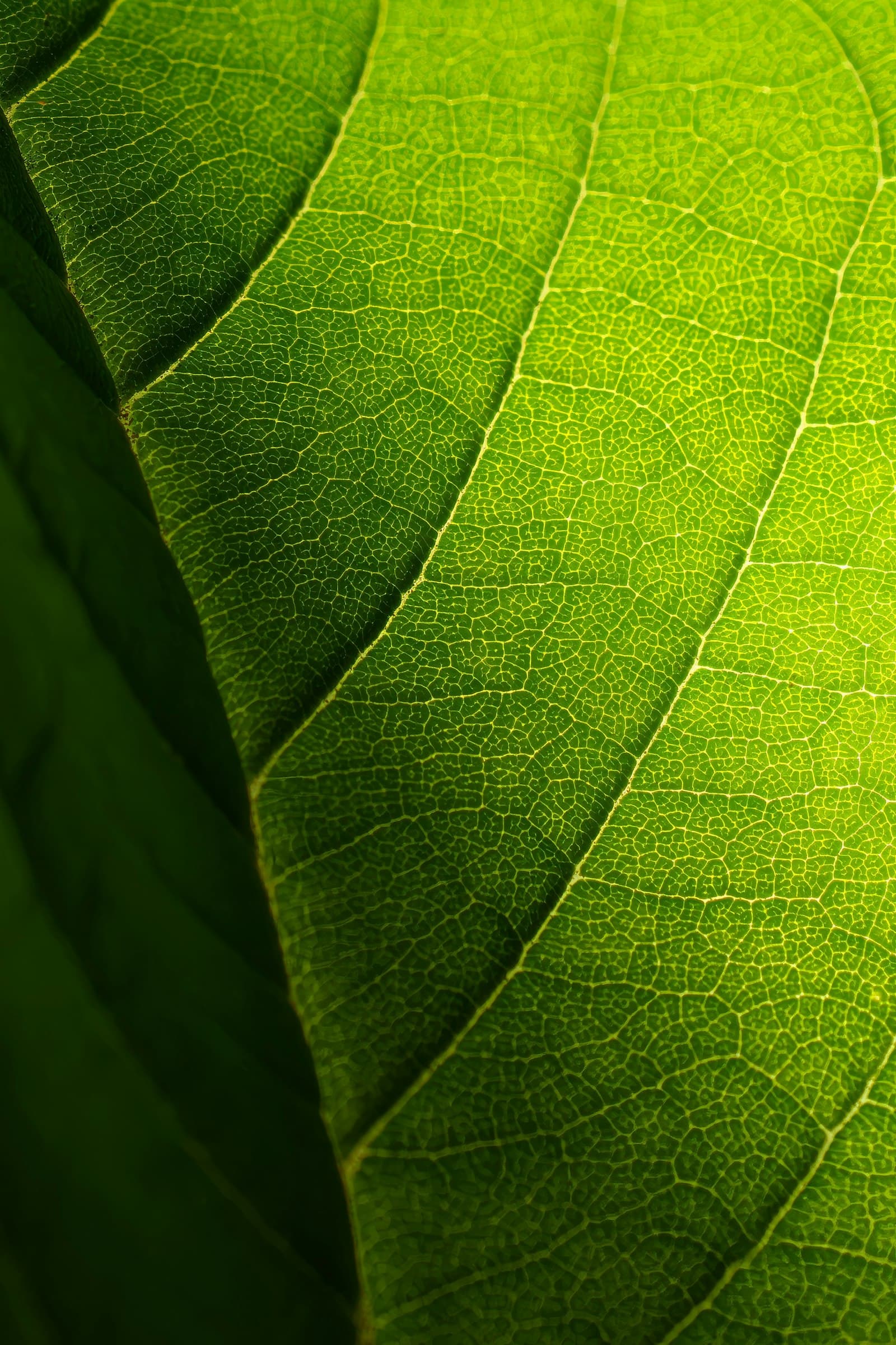 A close-up of a fresh green leaf